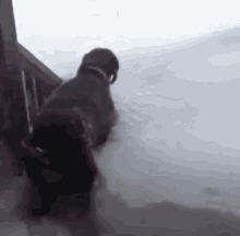 Deeper Than Expected GIF - Dog Falling Into Snow Snow GIFs