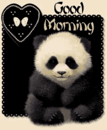 Panda Good Morning GIF