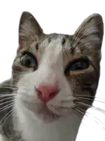 a close up of a cat looking at the camera