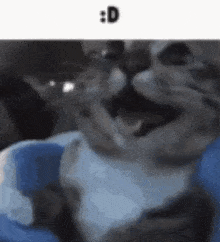 Cat Fuck You Also Im Adding Everything Else To Find Easier GIF - Cat Fuck You Also Im Adding Everything Else To Find Easier GIFs