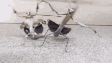 gangster insects house of pain back from the dead mantis insects
