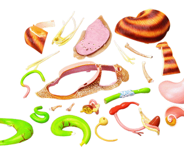 Snail Food Sticker - Snail Food Stickers