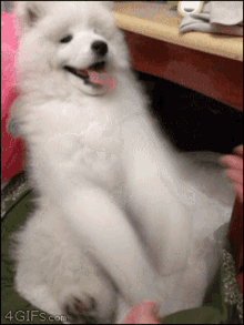 Dogs Doggy GIF - Dogs Doggy Puppy GIFs