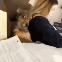 Surprised Dog Surprised GIF - Surprised Dog Surprised Dog Omg GIFs