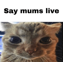 Say Mums Say Mums Live GIF