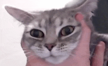 a close up of a person holding a cat 's head .
