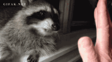 High Five GIF - High Five Raccoon GIFs
