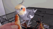 How To Care For An Old Cockatiel GIF - How To Care For An Old Cockatiel GIFs
