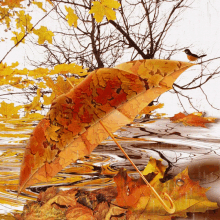 ősz Autumn GIF - ősz Autumn Fall GIFs