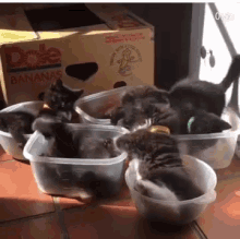 Kittens Tupperware GIF