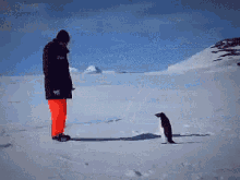 Angry Penguin GIF - Angry Penguin Pissed Off GIFs
