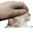 a close up of a person petting a cat 's head .