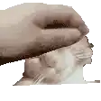 a close up of a person petting a cat 's head .