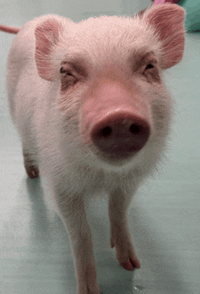 a close up of a pig 's face with one eye open