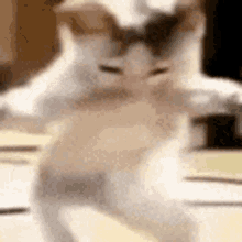 dance catdance