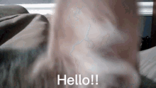 Hello Hi GIF - Hello Hi Cats GIFs