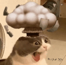 Cat Nuclear Cat GIF - Cat Nuclear Cat Bombocat GIFs