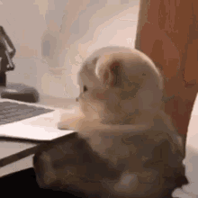 Angry Kitten Angry Cat GIF - Angry Kitten Angry Cat Made It To Work GIFs
