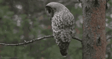 Owl From Http://Headlikeanorange.Tumblr.Com/ GIF - Owl Bird Waiting GIFs