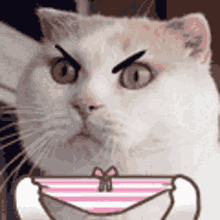Cat Angry GIF - Cat Angry Pet GIFs