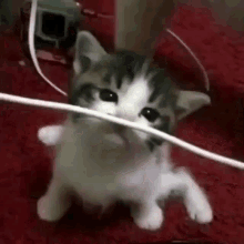 Gato Gato Comiendo Cable GIF - Gato Gato Comiendo Cable Meme GIFs