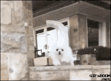 Funny Dog GIF - Funny Dog Fail GIFs