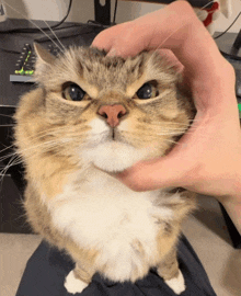 a person petting a cat 's face with a remote control in the background