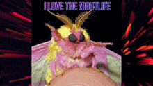 Moth Rosy Maple Moth GIF - Moth Rosy Maple Moth I Love The Night Life GIFs