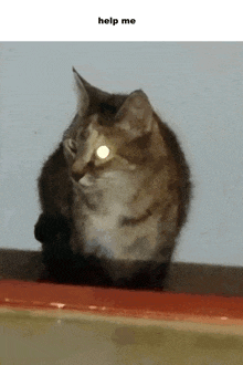 a cat is sitting on a ledge with the words help me above it