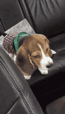 a small brown and white dog wearing a green scarf is sitting on a black leather couch