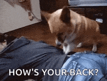 Dogs Wake Up GIF - Dogs Wake Up Massage GIFs