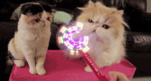 Sparkles GIF - Cats Toys Play GIFs