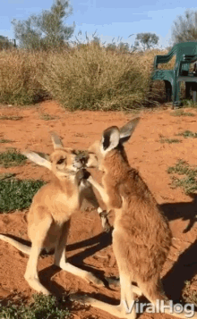 Kangaroos Couple GIF - Kangaroos Couple Chatting GIFs