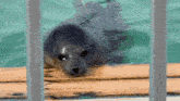 a seal in the water behind a fence