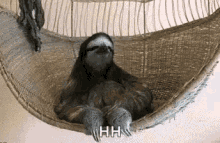 Shillin Lazy GIF - Shillin Lazy Sloth GIFs