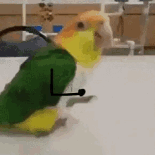 Parrot Happy GIF