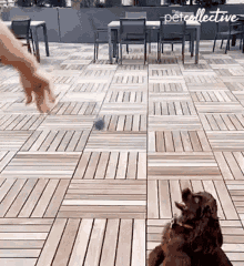 Chasing The Ball The Pet Collective GIF - Chasing The Ball The Pet Collective Jump GIFs