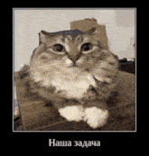 a cat is sitting on a wooden table with its paws crossed and a picture frame with russian writing behind it