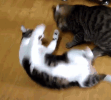 Cat Fight GIF - Cat Fight GIFs