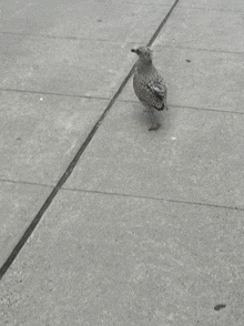 a seagull walking on a sidewalk with a black line between the tiles