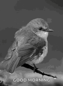 Bird Grey GIF - Bird Grey Cute GIFs