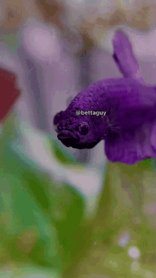 betta fish betta bettaguy flaring purple