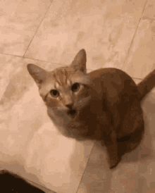 Cat What GIF - Cat What Wow GIFs