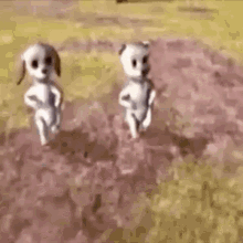two cartoon dogs are walking in a field of flowers .