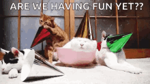 Party Cats Fun GIF