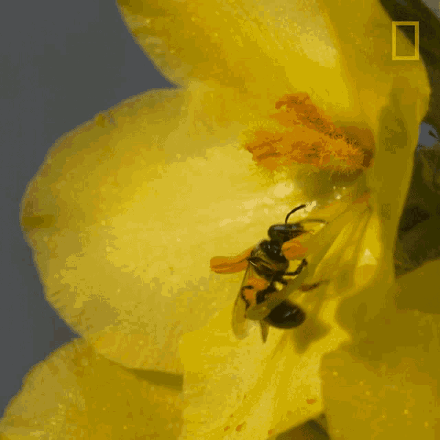Bee Collecting Nectar Bee Collecting Nectar Working Discover And Share S