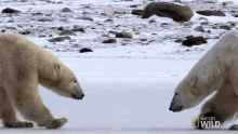 Scared Mission Critical GIF - Scared Mission Critical Nat Geo Wild GIFs