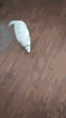 a white dog is rolling on a wooden floor .