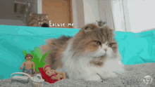 Excuse Me Cat GIF - Excuse Me Cat Lulu GIFs