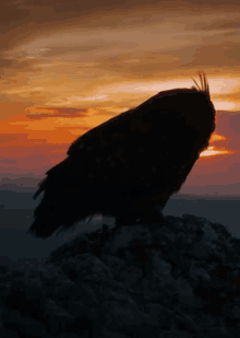Owl Silhouette GIF